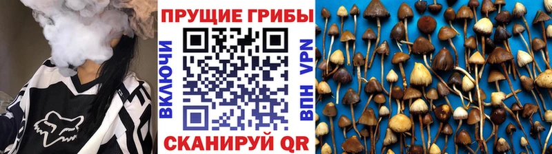где купить наркоту  Курильск  Галлюциногенные грибы Psilocybine cubensis 